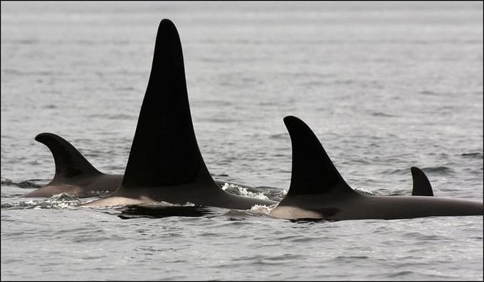 Dorsal Fins