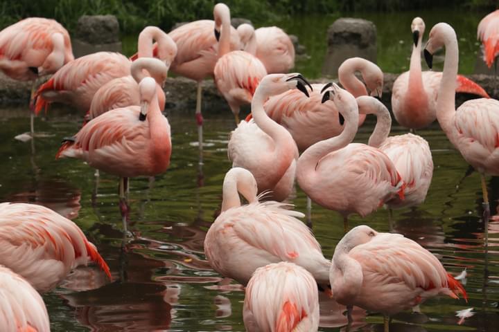 flamingo in miami zoo
