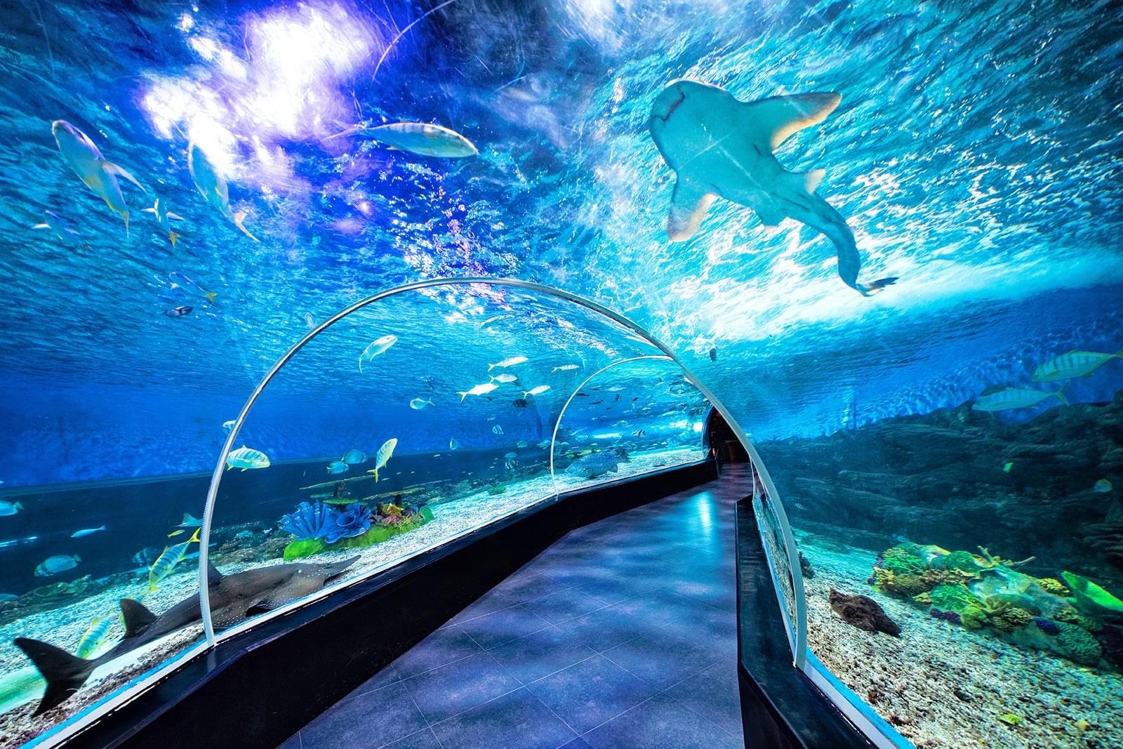 Manila Ocean Park : Entrance Tickets