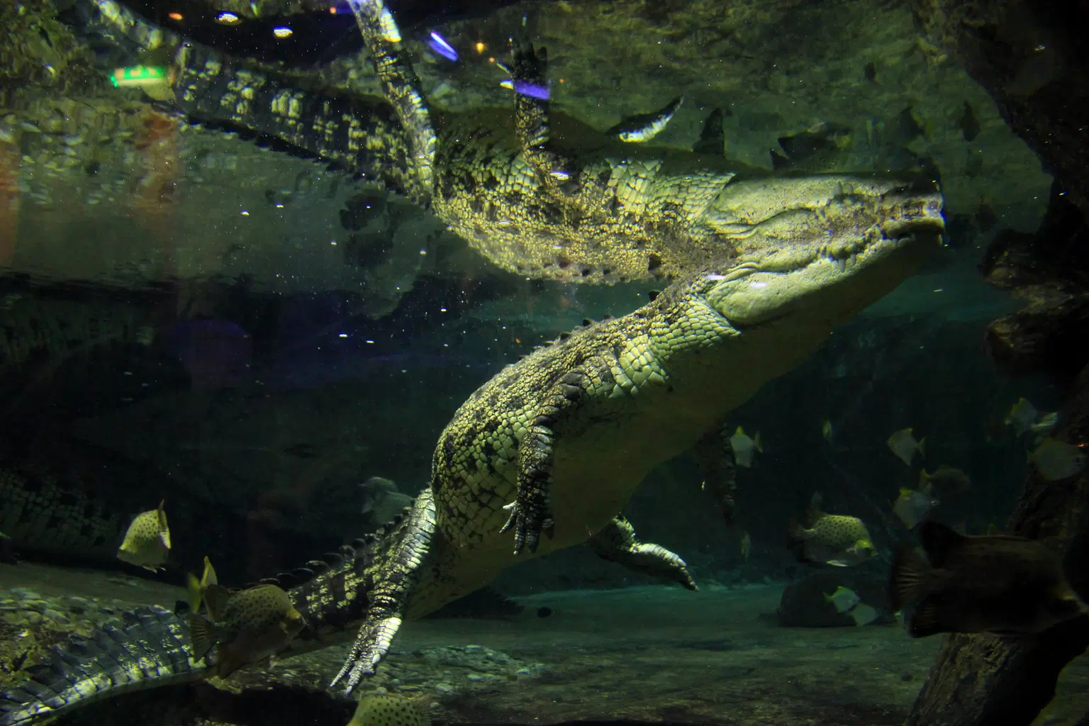 King Croc Encounter