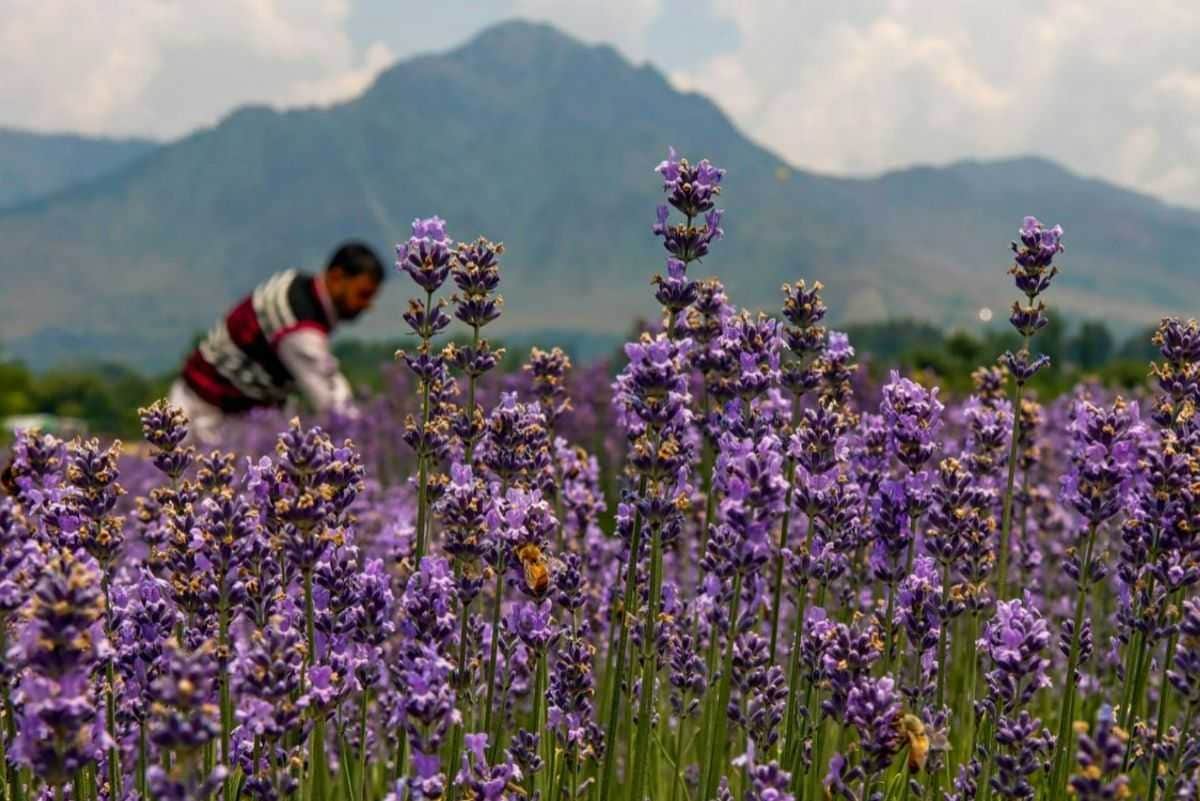 Lavender Park, <em>Pahalgam</em>