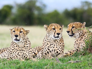 Afternoon Game Drive at Ol Pejeta Conservancy