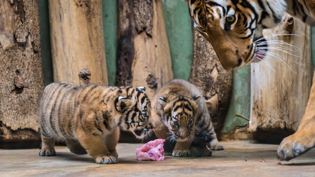 See tigers while visiting the Feline & Reptile Pavilion