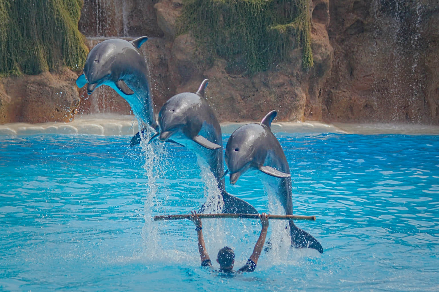 Dolphin Observer