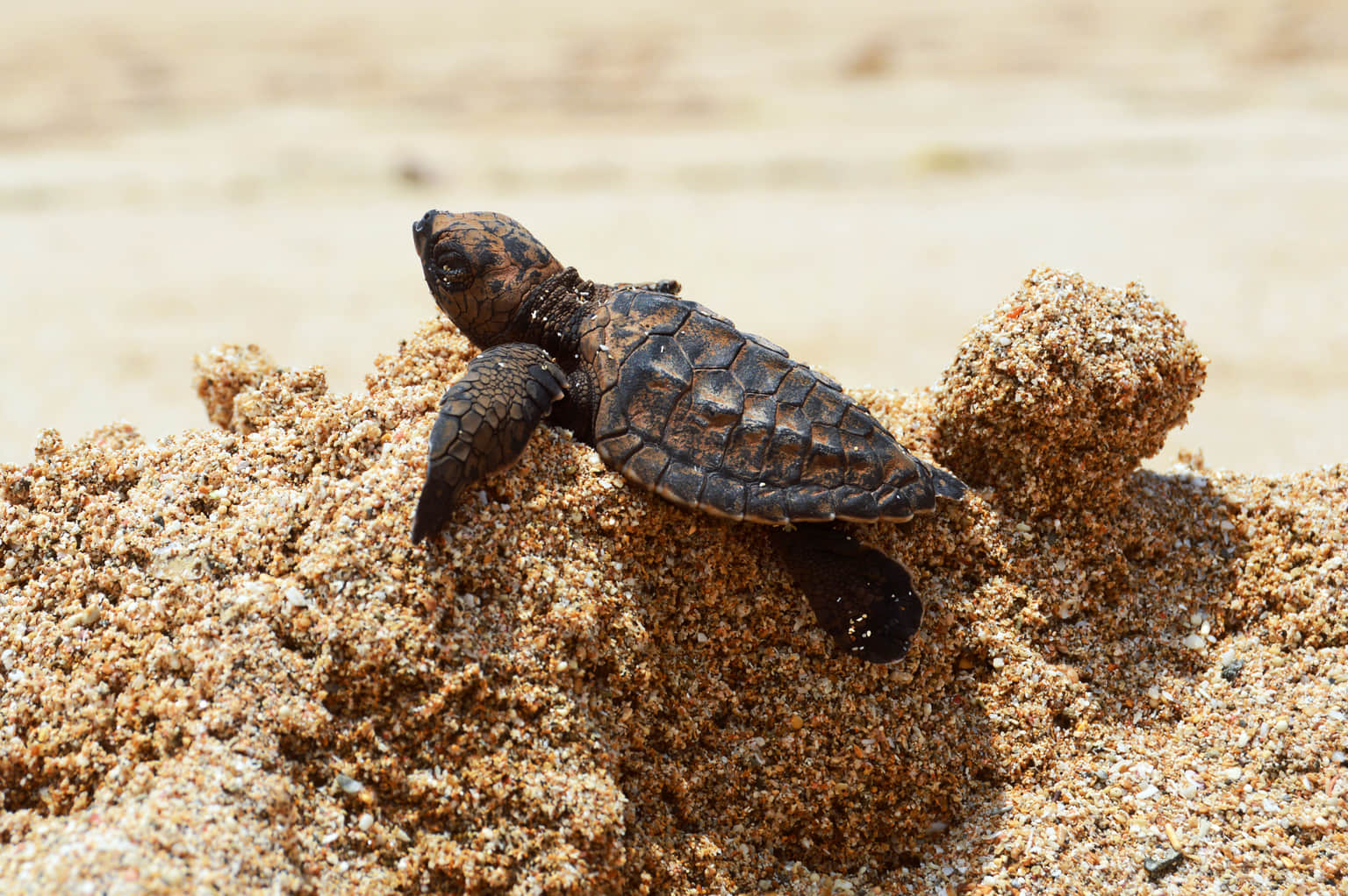 Turtle Conservation And Education Center