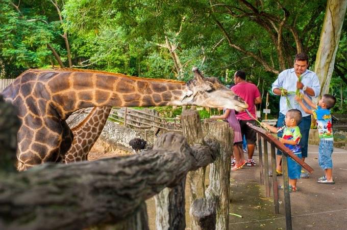 African Savanna  in Khao Kheow Open Zoo