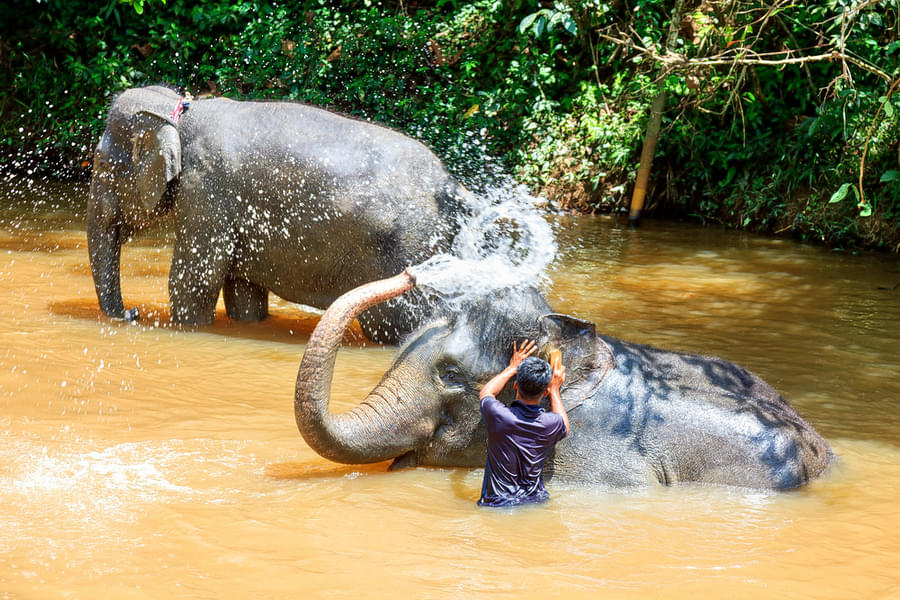 Get an opportunity to bathe the elephants