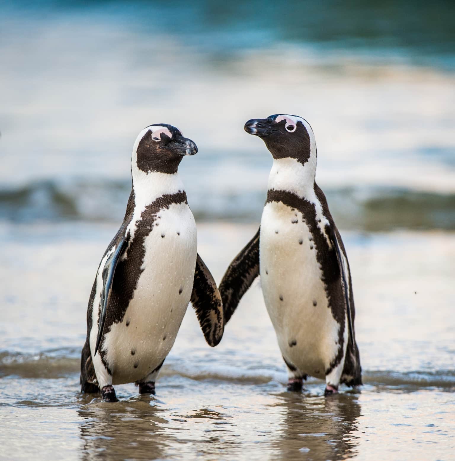 <em>South Africa</em> Tour Packages From Indore