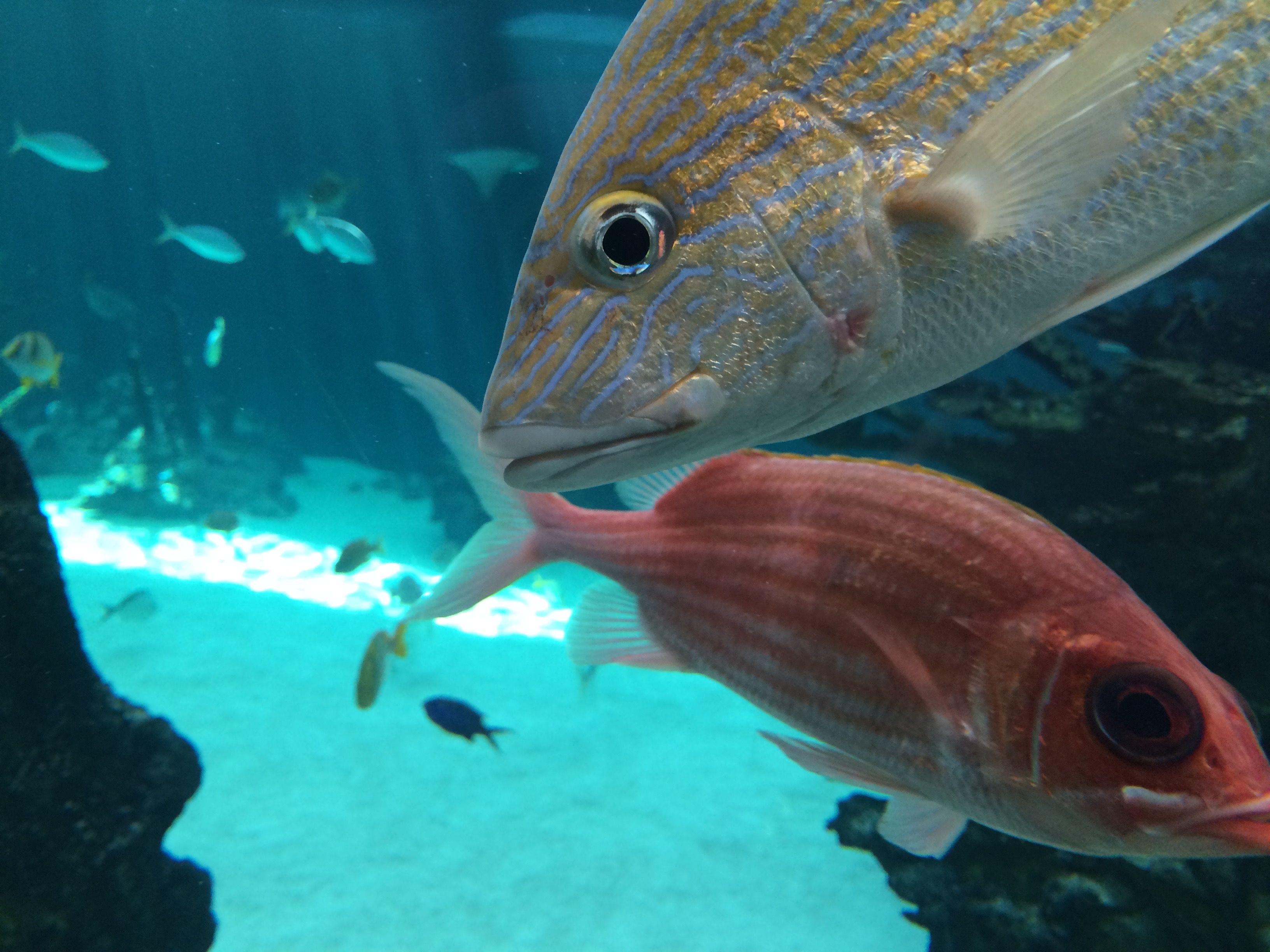 new york aquarium