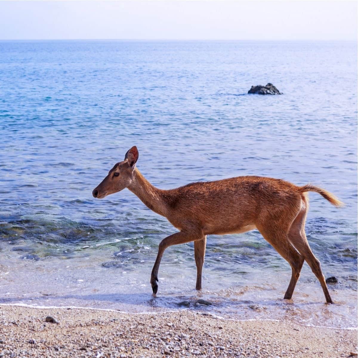 West Bali National Park, <em>Bali</em>