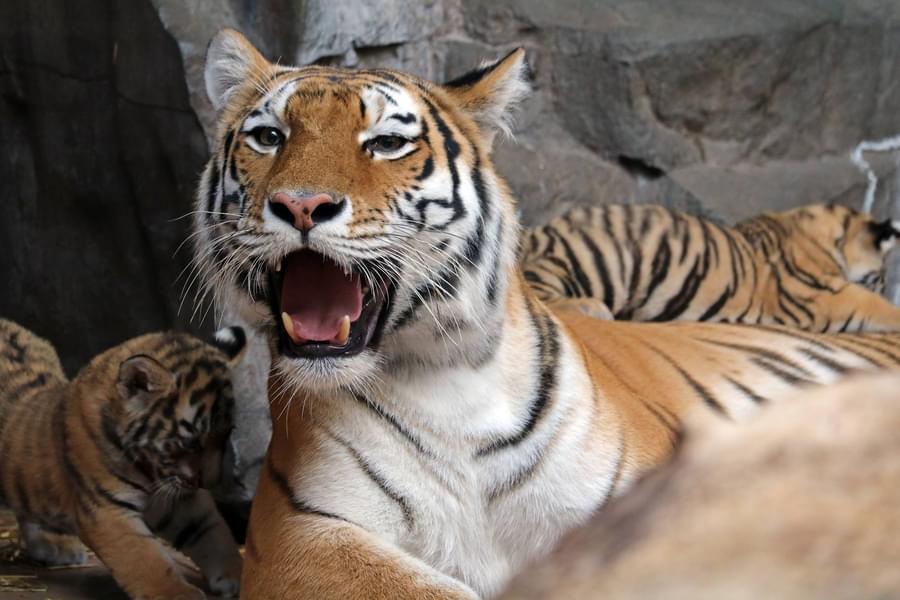 Tiger in Henry Doorly Zoo