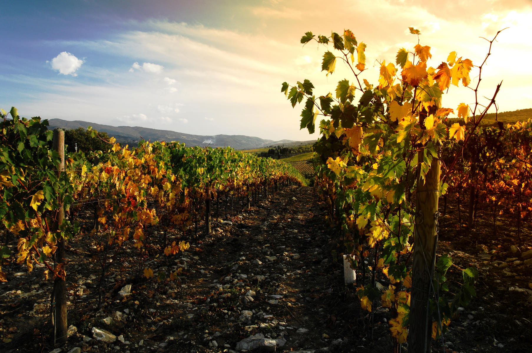 The Characteristics of Mount Etna Wine