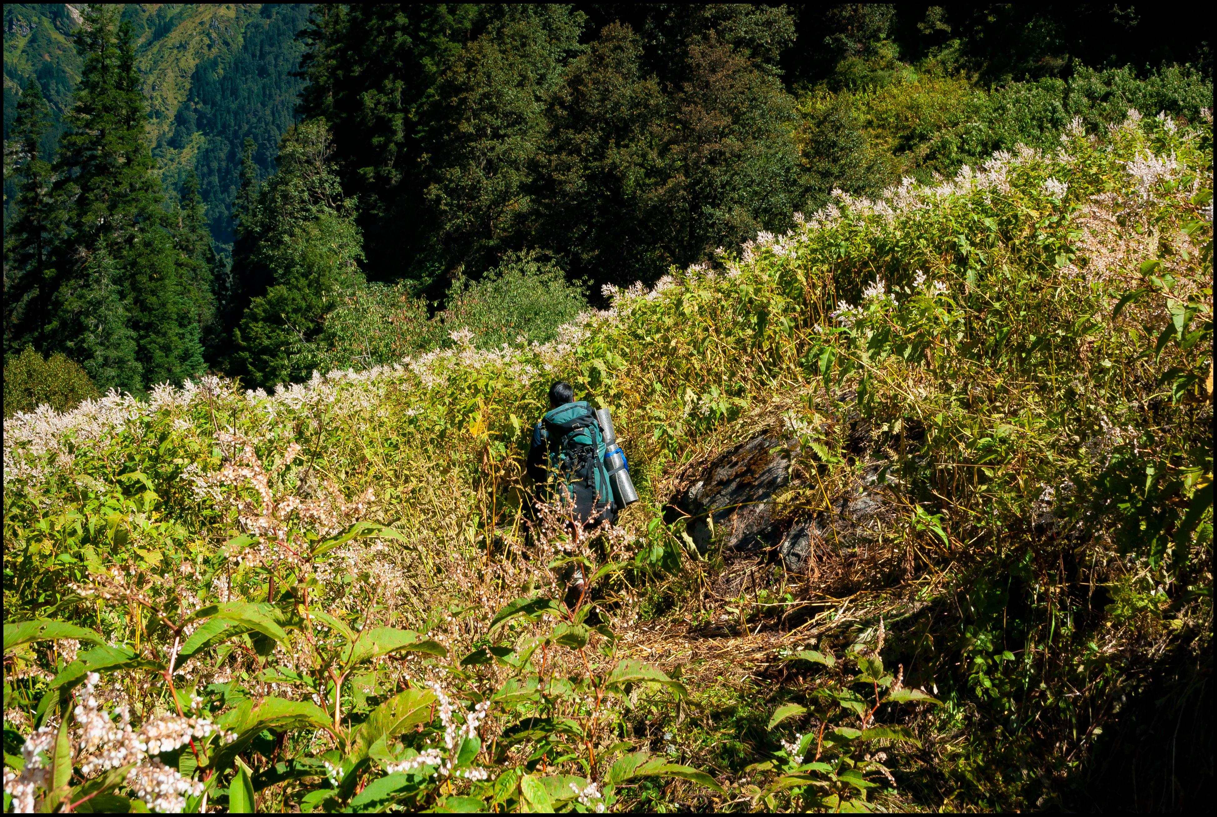 Great Himalayan National Park Trek