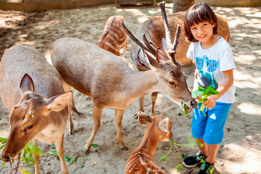 Your kids will enjoy animal feeding in the zoo