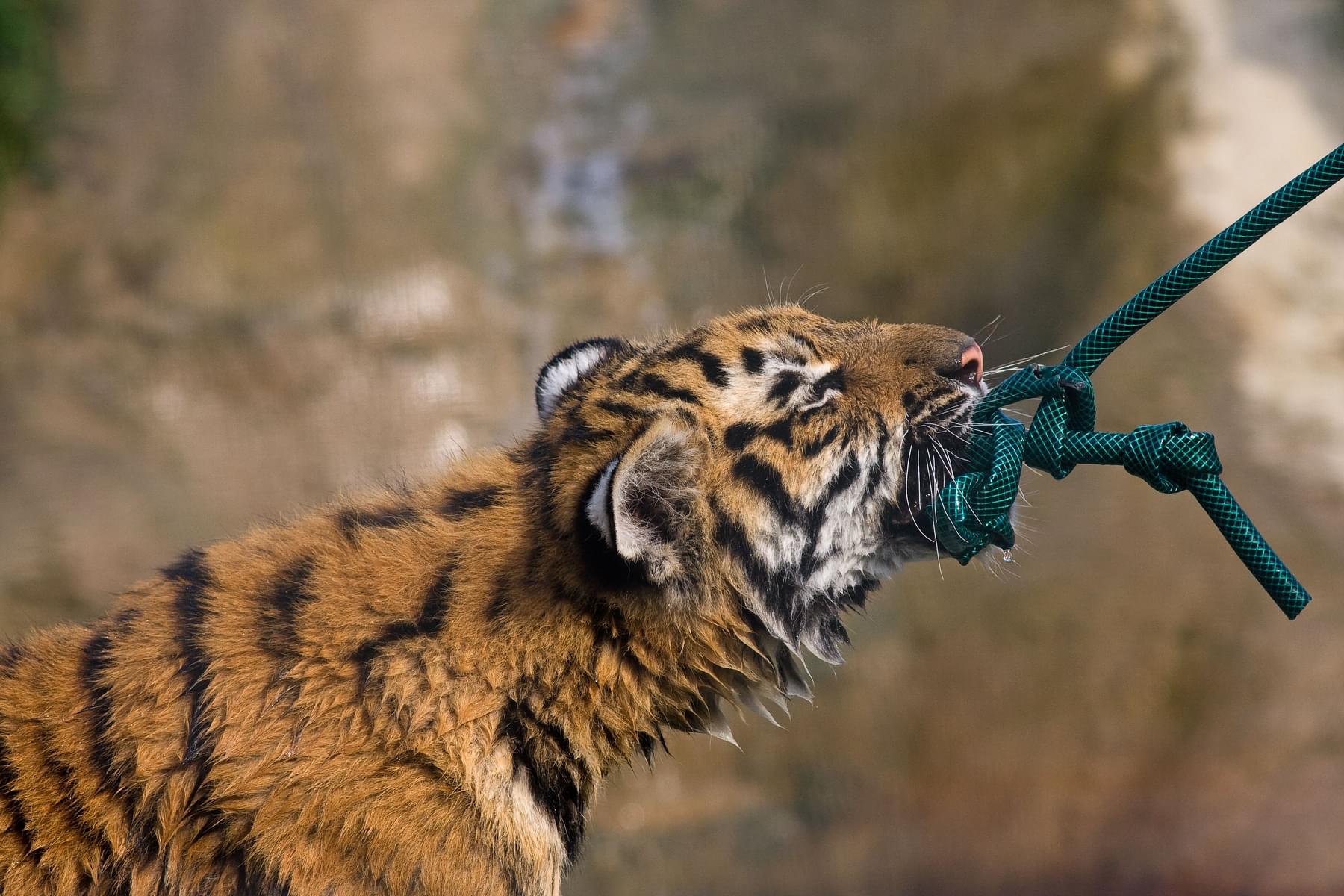 Tug of War with Tiger
