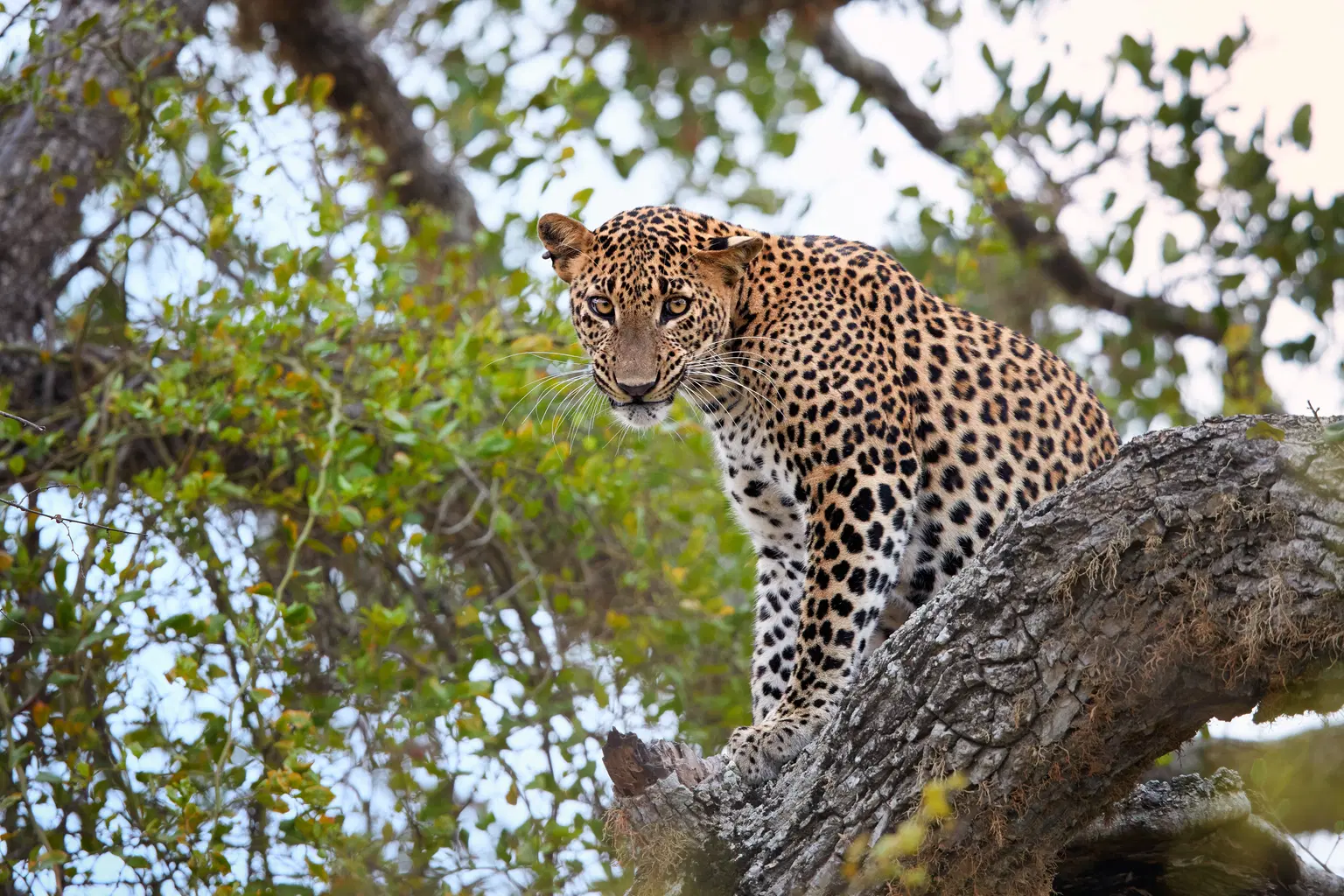 <em>Sri Lanka</em> Tour Packages From Guwahati 