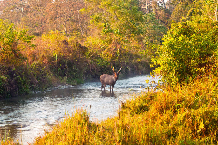 Dooars Tour Package From NJP Image