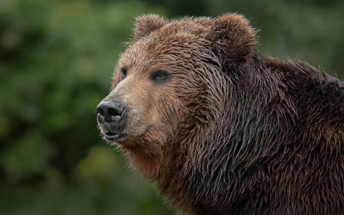 Eurasian Brown Bear.jpg