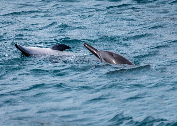 Visit the dolphin post