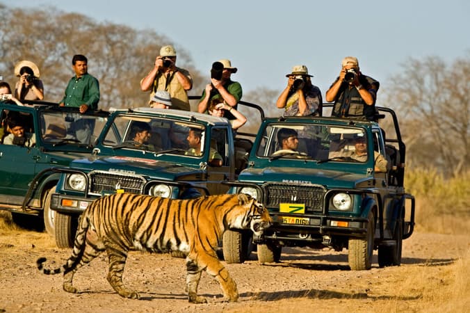 Discover Jim Corbett’s wilderness in an unforgettable guided safari with an expert driver