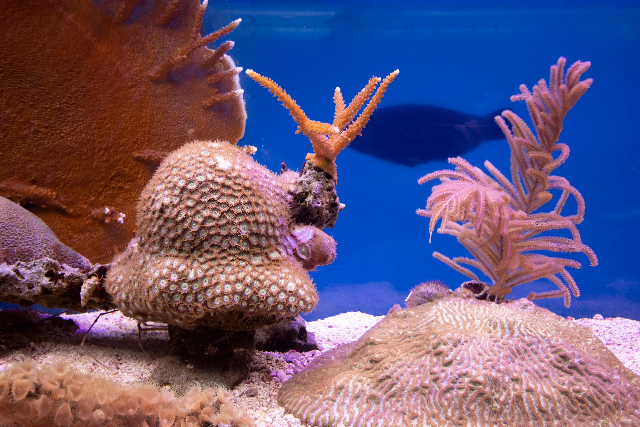 Florida Keys Aquarium Encounters