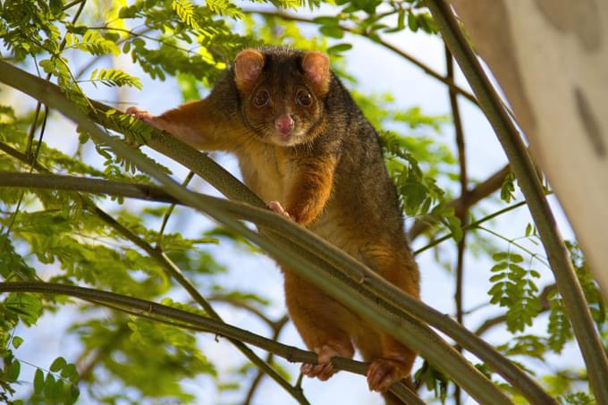 Kuranda Koala Gardens Tickets