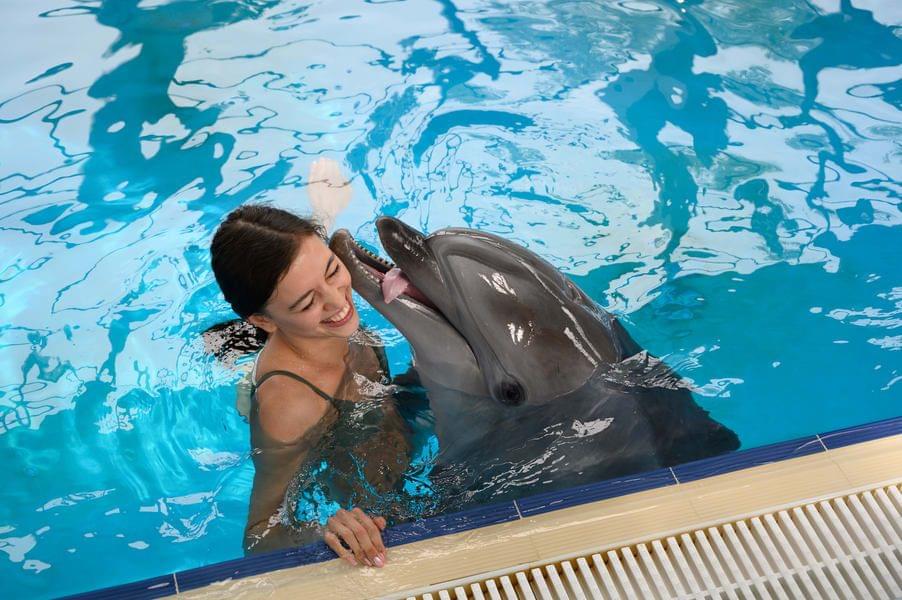Hop In For Dolphin Show Dubai