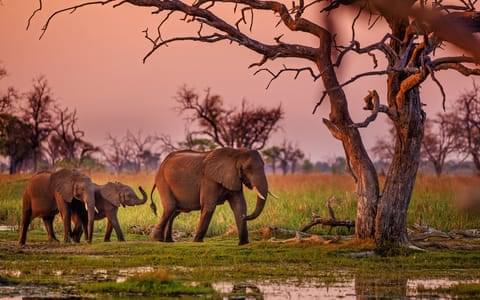 Botswana Packages from Cochin | Get Upto 50% Off