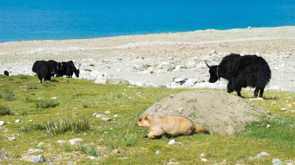Changthang Wildlife Sanctuary, <em>Ladakh</em>