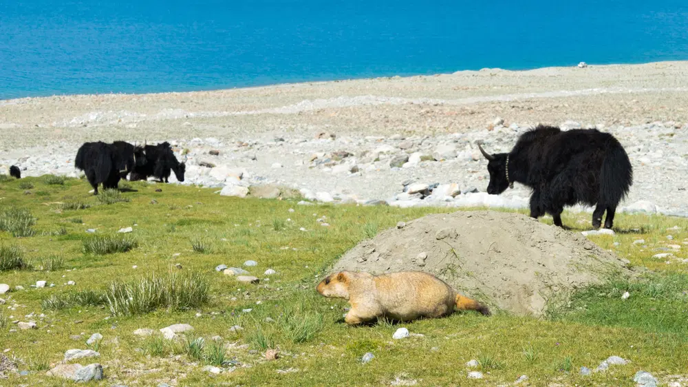 Changthang Wildlife Sanctuary