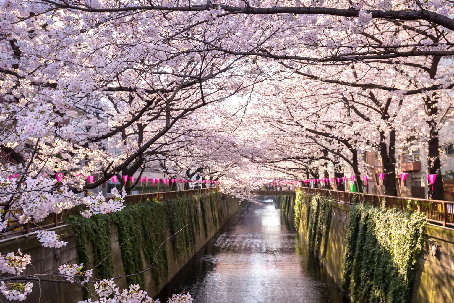 Meguro Canal, Tokyo