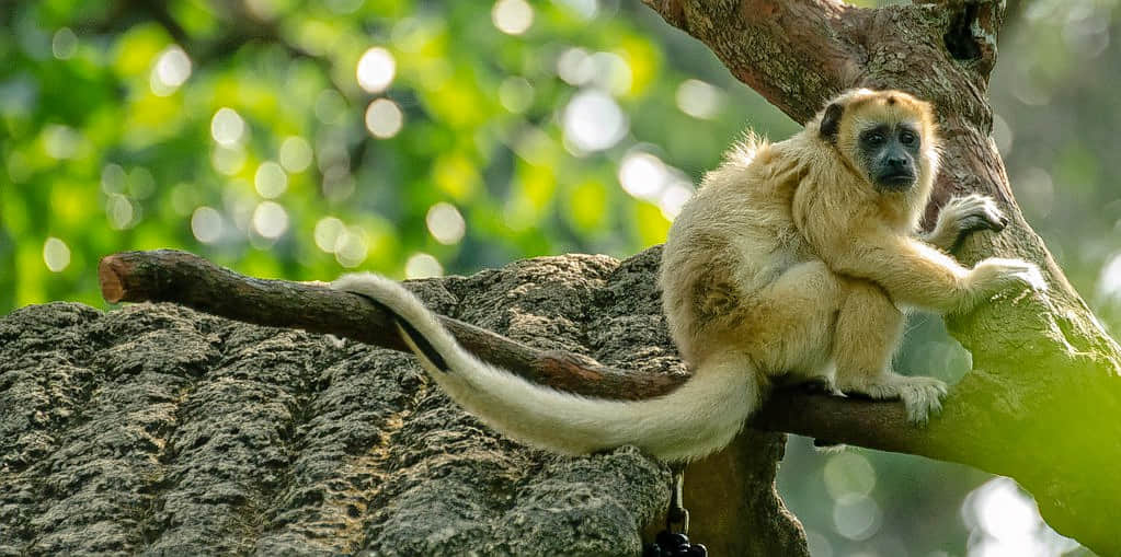 Mukurthi National Park , <em>Ooty</em>