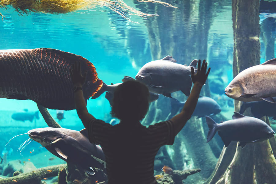 See how the marine life really is under the ocean at Aquarium Barcelona