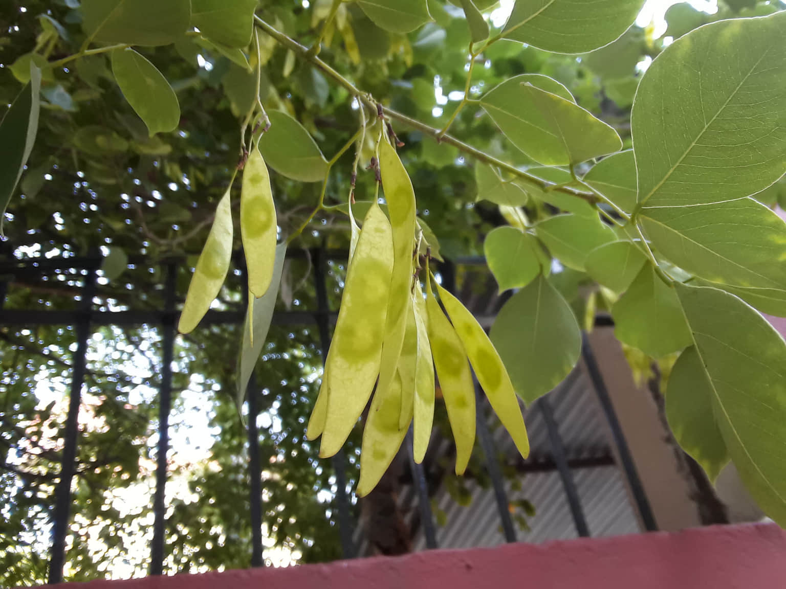 Flora