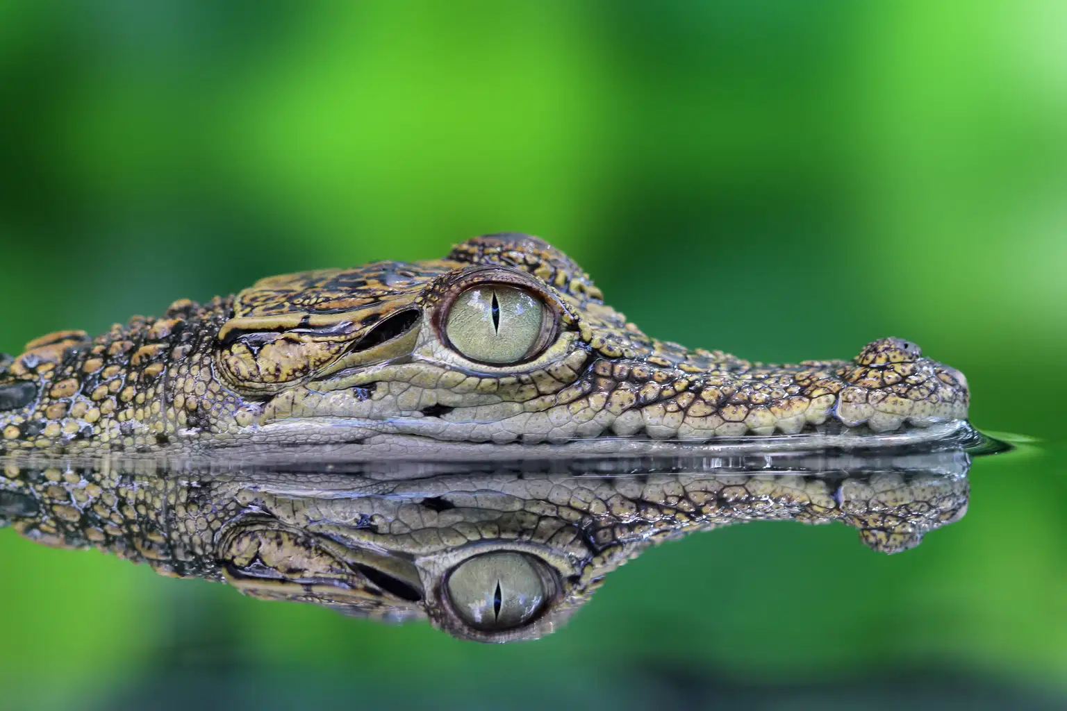 Crocodile Adventureland Langkawi Tickets