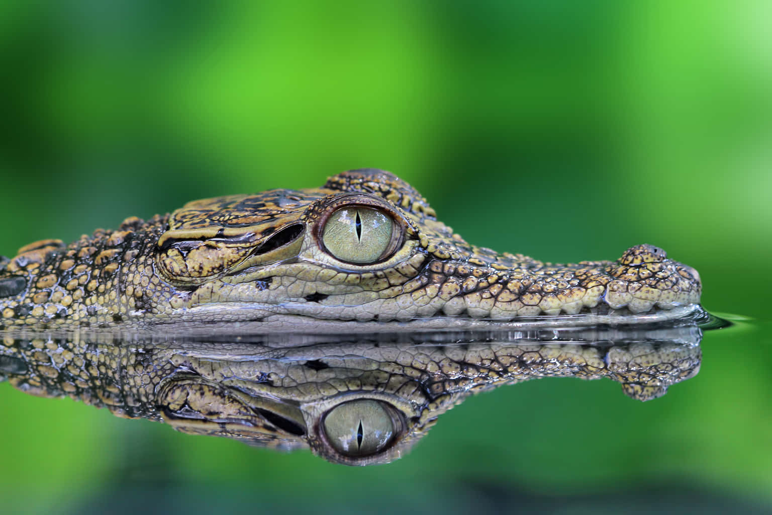 Crocodile Adventureland Langkawi Tickets