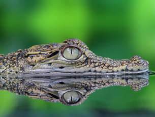 Crocodile Adventureland Langkawi Tickets