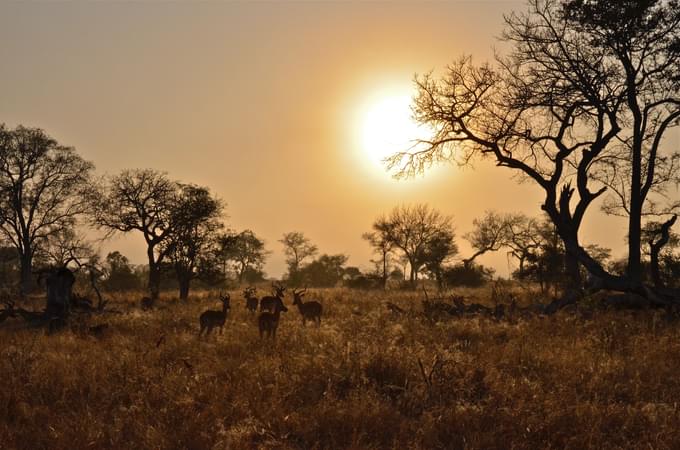 masai mara