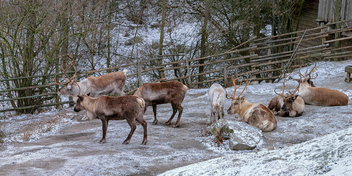Discover the reindeers roaming around the Nordic zoo