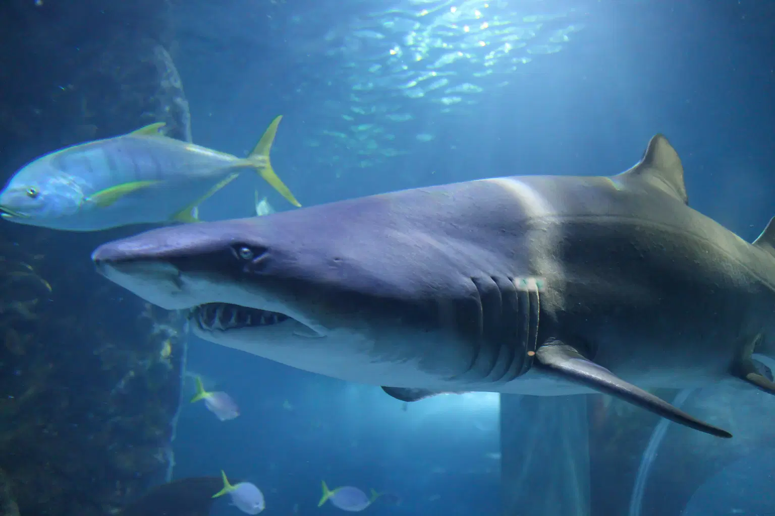 Amazing Creatures