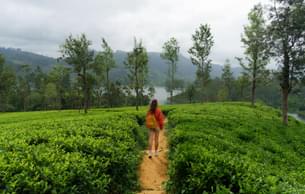 Explore Munnar, famed to be one of the most scenic hill stations in India