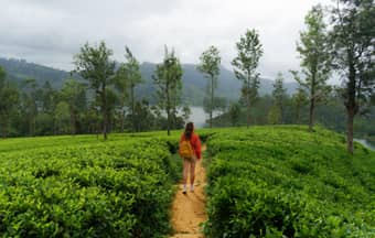 Explore Munnar, famed to be one of the most scenic hill stations in India