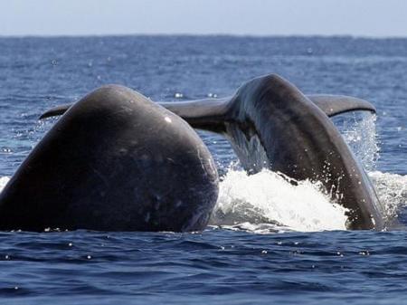 Whale at the Azores. Portugal