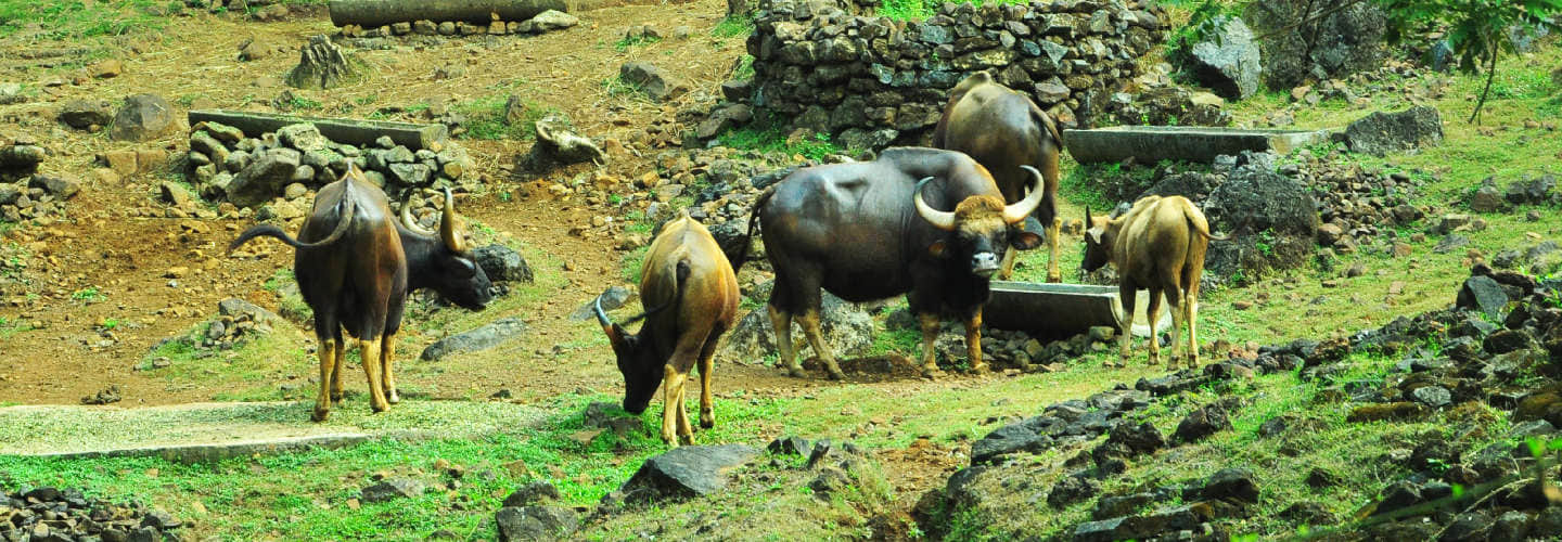 Cotigao Wildlife Sanctuary, <em>South Goa</em>