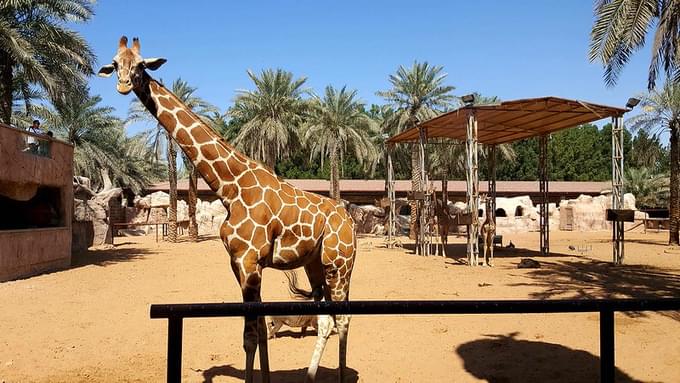 Giraffe Feeding