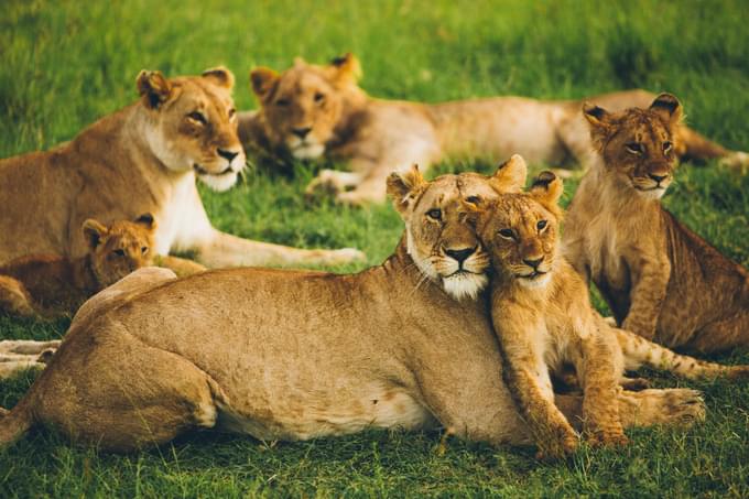 Lions in Taipei Zoo