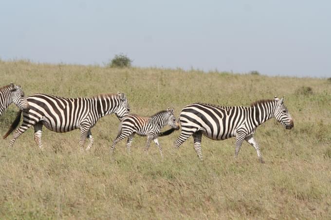 Nairobi national park