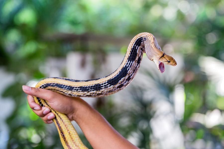 Bangkok Snake Farm