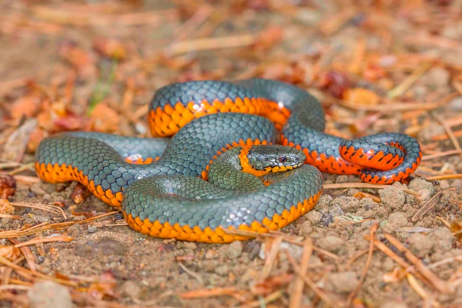 Camping In Goa Image