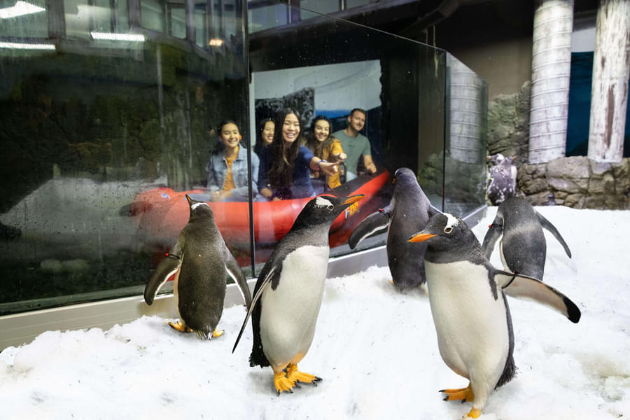 Interact with the adorable penguins as you pass by their dedicated zones
